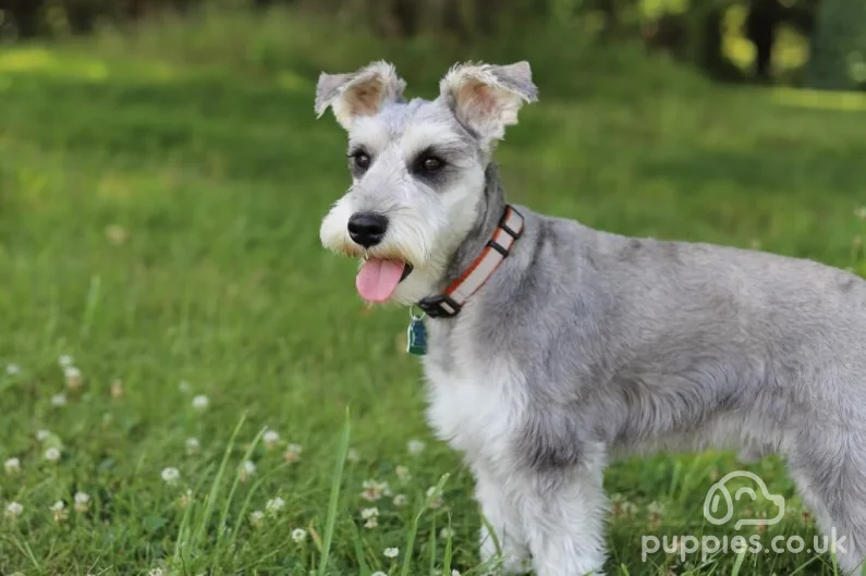 20 Hypoallergenic Dog Breeds Great For People With Allergies
