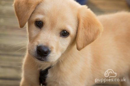 15 Big & Small Fluffy Dogs That Are Absolutely Adorable