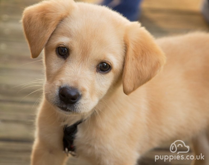 A Guide to How to Prepare for Welcoming a New Puppy into Your Home 