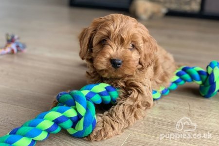 Puppy Training Basics