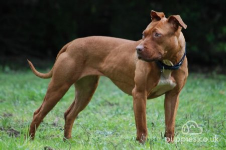 What Are The Most Dangerous Dog Breeds In The World?