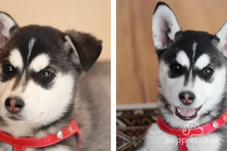20 Cool Dog Facts &amp; Dog Trivia Questions