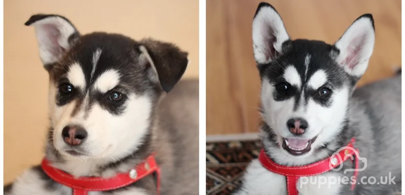 20 Cool Dog Facts &amp; Dog Trivia Questions