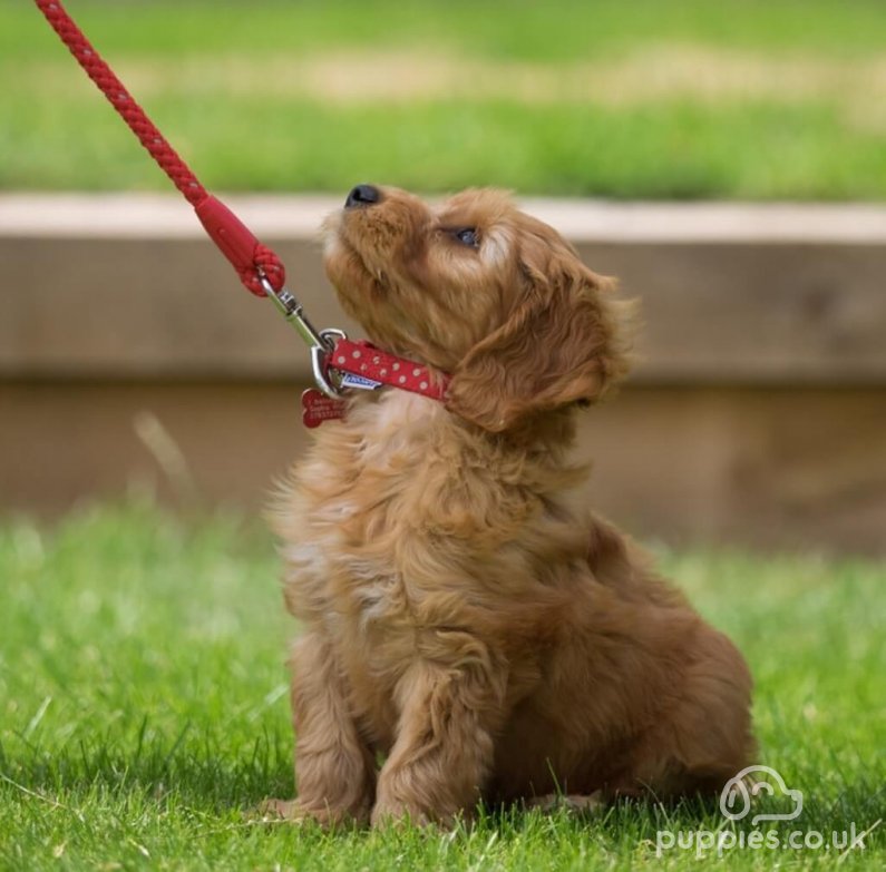 When Can Puppies Go Outside? First Puppy Walk