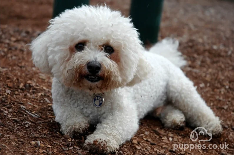 25 Great Dog Quotes with Instagram Post Images: Funny, Sad, Inspirational &amp; Loyalty