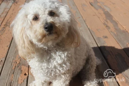 Top 15 Miniature &amp; Toy Dog Breeds