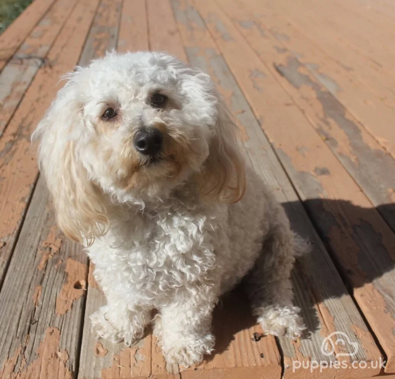 Top 15 Miniature &amp; Toy Dog Breeds