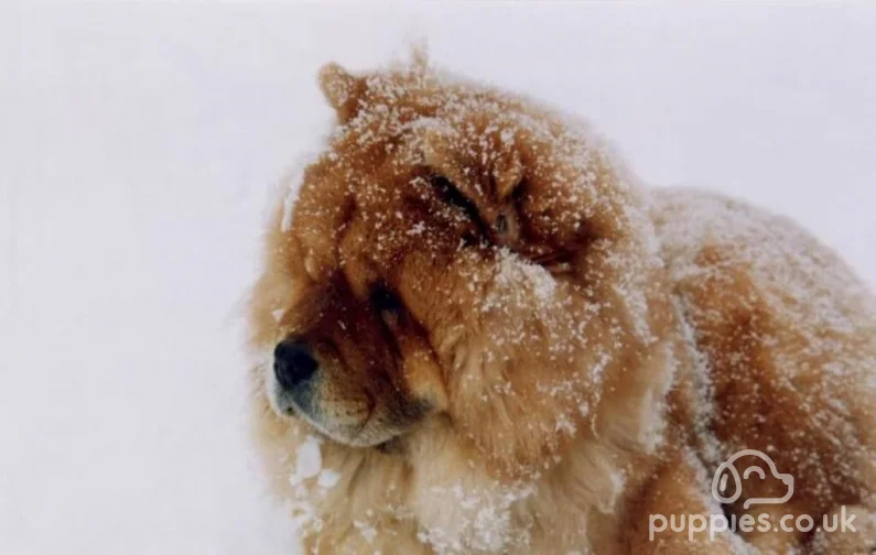 10 Adorable Chinese Dog Breeds