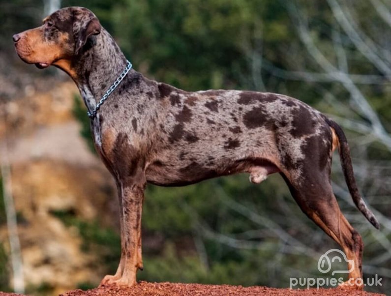 15 Rarest Dog Breeds To Own