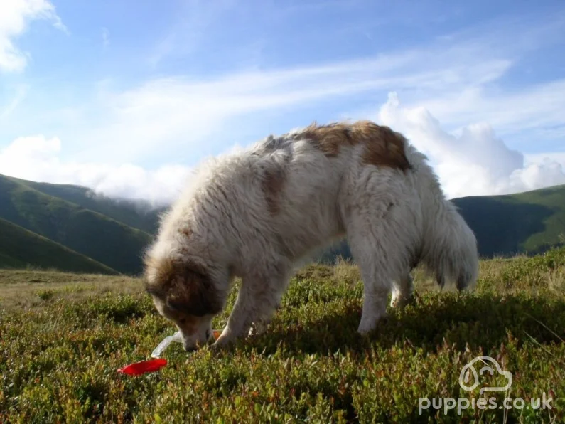 4 Romanian Dog Breeds To Consider For Your Family