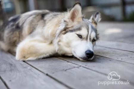 Is Your Puppy Ill?