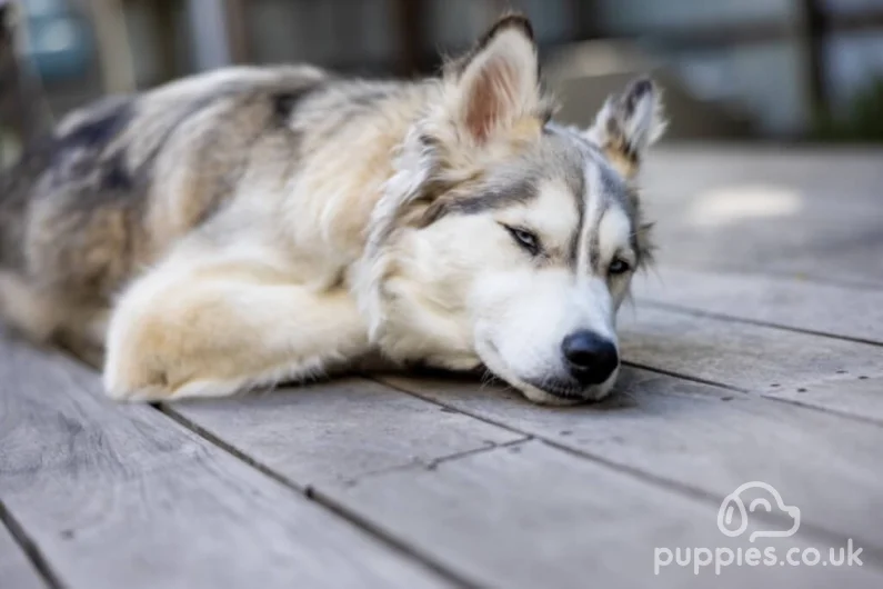 Is Your Puppy Ill?