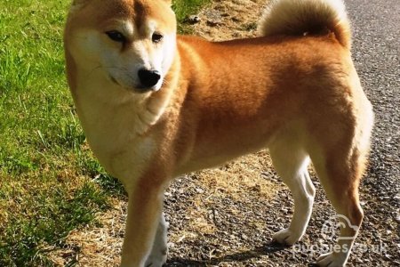 10 Japanese Dog Breeds to Fall in Love With