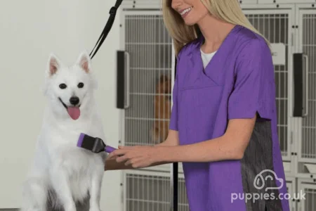 Fleas on Puppies? Need to Know for Dogs &amp; Blood-sucking Pests