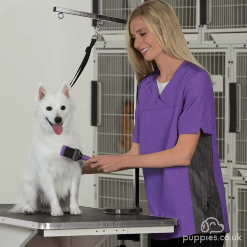 Fleas on Puppies? Need to Know for Dogs &amp; Blood-sucking Pests