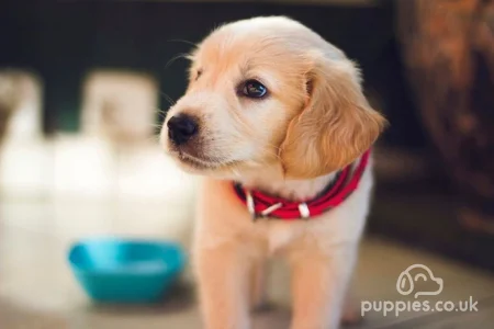 50 Best Dog Names for Good Boys &amp; Girls