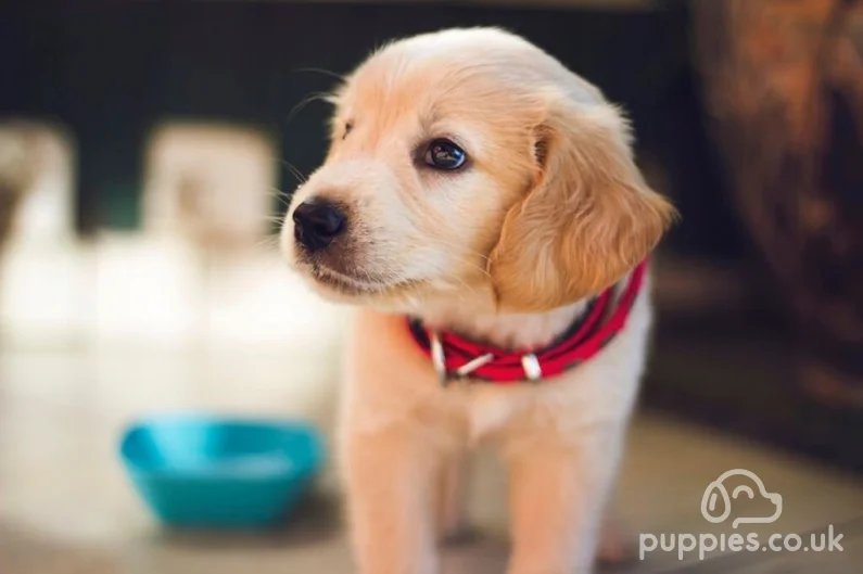 50 Best Dog Names for Good Boys &amp; Girls