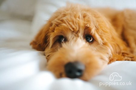 Why Are Goldendoodles So Expensive?