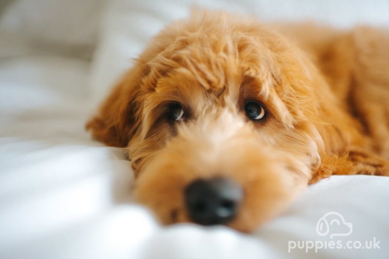 Why Are Goldendoodles So Expensive?