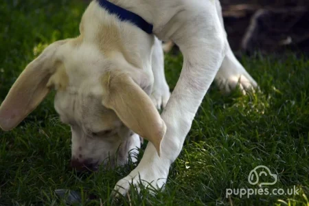 Why Do Dogs Eat Poop &amp; Ways To Stop Them