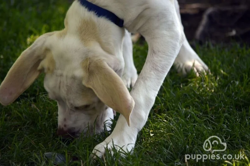Why Do Dogs Eat Poop &amp; Ways To Stop Them