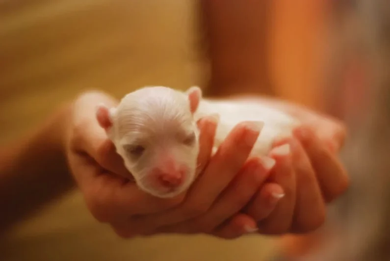 How to Find a Reputable Dog Breeder in the UK