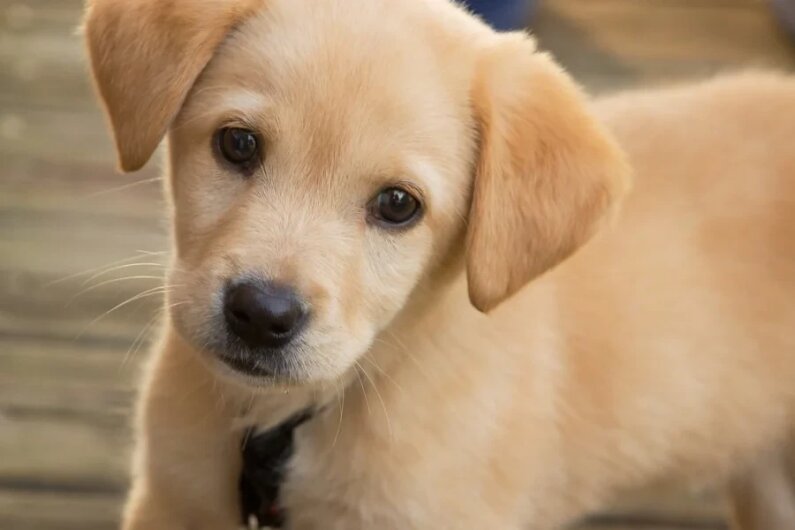 The UK Puppy Industry Report 2025