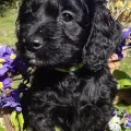 Maria Licenced Domestic Breeder