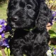 Seller Maria Licenced Domestic Breeder