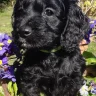 Maria Licenced Domestic Breeder