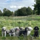 Seller Pluben Toy Poodles
