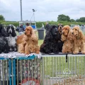 ROCKLLOCERS COCKER SPANIELS