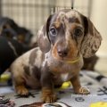 Plawfield Miniature Dachshunds