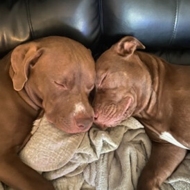 kelly thistleton-boyce