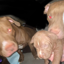 kelly thistleton-boyce