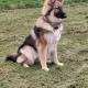 Seller GSD owner
