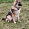 GSD owner