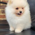 Seller My Pom