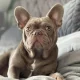 allfrenchbulldoglovers