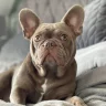 allfrenchbulldoglovers