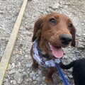 Seller Lucy