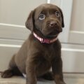 Seller Katie