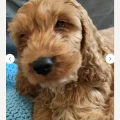 Buddy