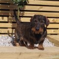 Seller Ejszaka Mini Wire-haired Dachshunds