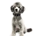 Prestigious Puppies South West