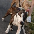 Staffordshire bull terier