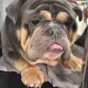Seller ENGLISH BULLDOG STUD