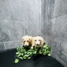 Sian brown prestige pooches