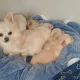 Seller MM Chihuahua UK