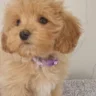 tallulah